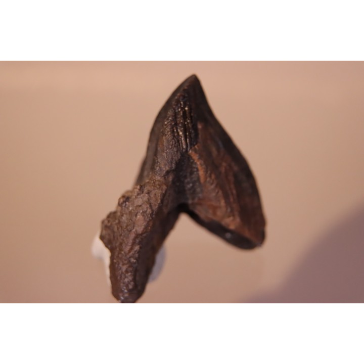dinosaure tooth: TRICERATOPS HORRIDUS