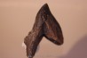 dinosaure tooth: TRICERATOPS HORRIDUS
