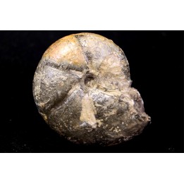 calliphylloceras gr. demidoffi - callovien supérieur  - Villers-sur-Mer
