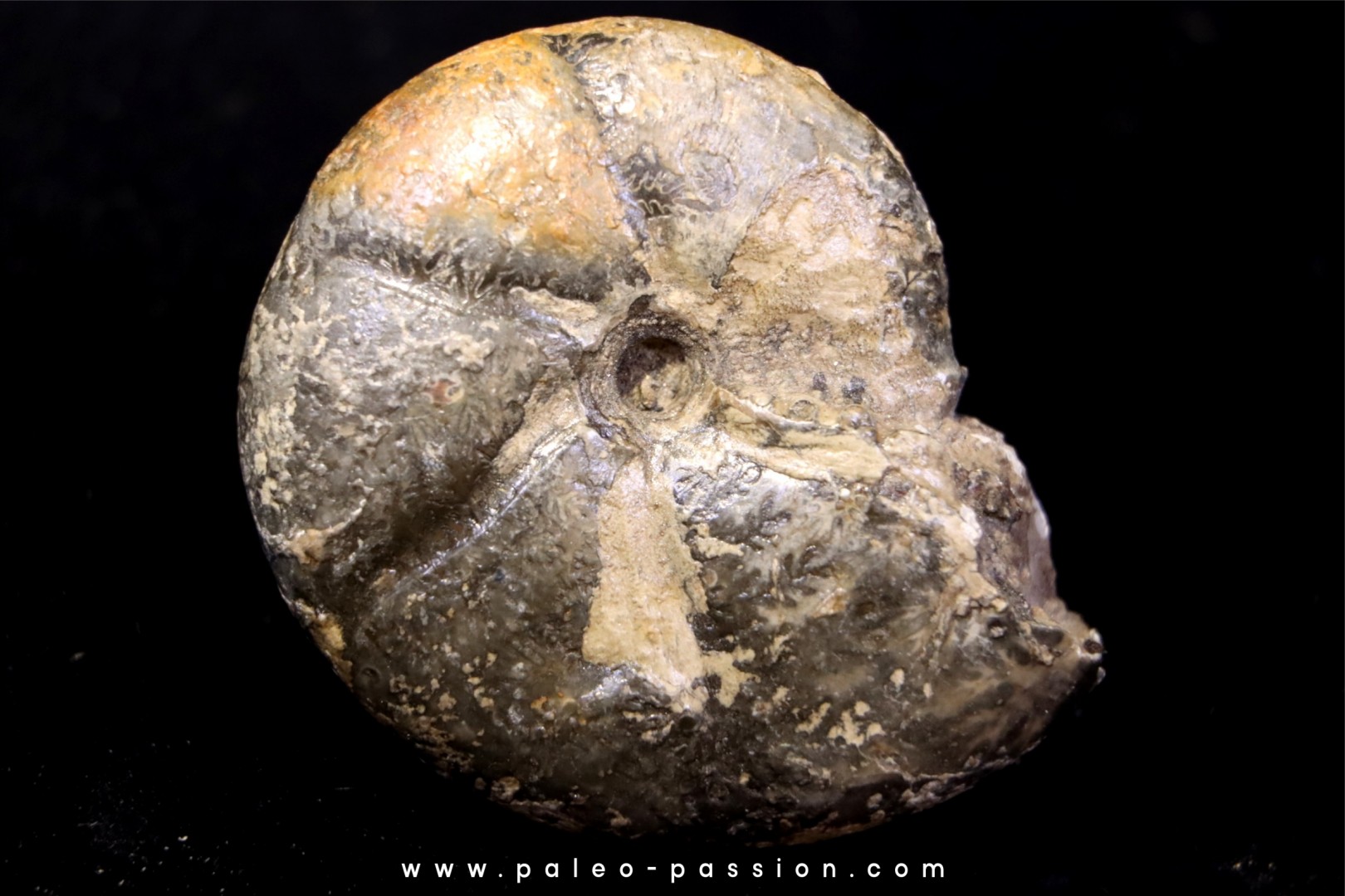 Calliphylloceras gr. demidoffi - upper callovian - Villers-sur-Mer - FRANCE