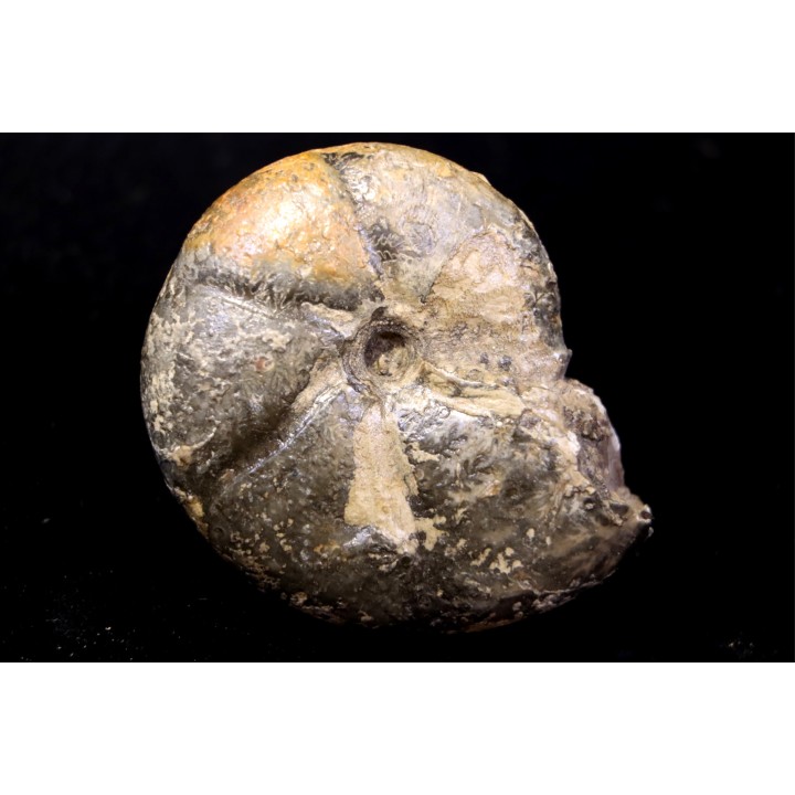 calliphylloceras gr. demidoffi - callovien supérieur  - Villers-sur-Mer