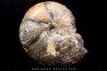 Calliphylloceras gr. demidoffi - upper callovian - Villers-sur-Mer - FRANCE