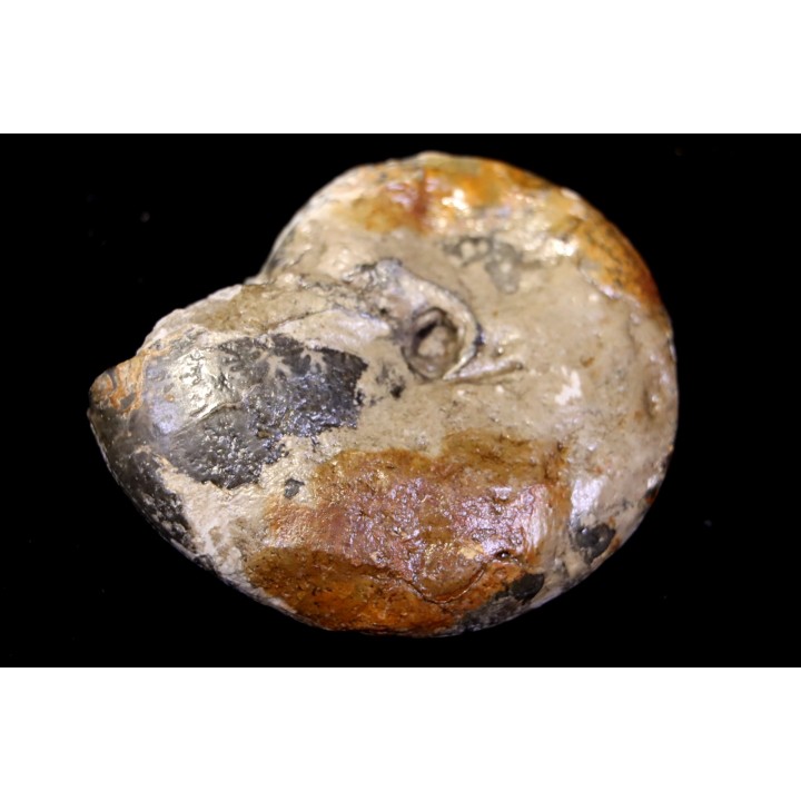 Calliphylloceras gr. demidoffi - upper callovian   -  Villers-sur-Mer  - FRANCE