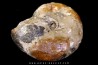 Calliphylloceras gr. demidoffi - upper callovian - Villers-sur-Mer - FRANCE