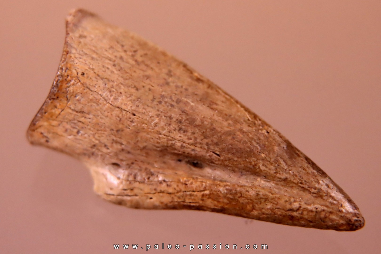 Struthiomimus claw Hell Creek Fmt - upper cretaceous - Perkins County, South Dakota