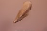Struthiomimus claw Hell Creek Fmt - upper cretaceous - Perkins County, South Dakota