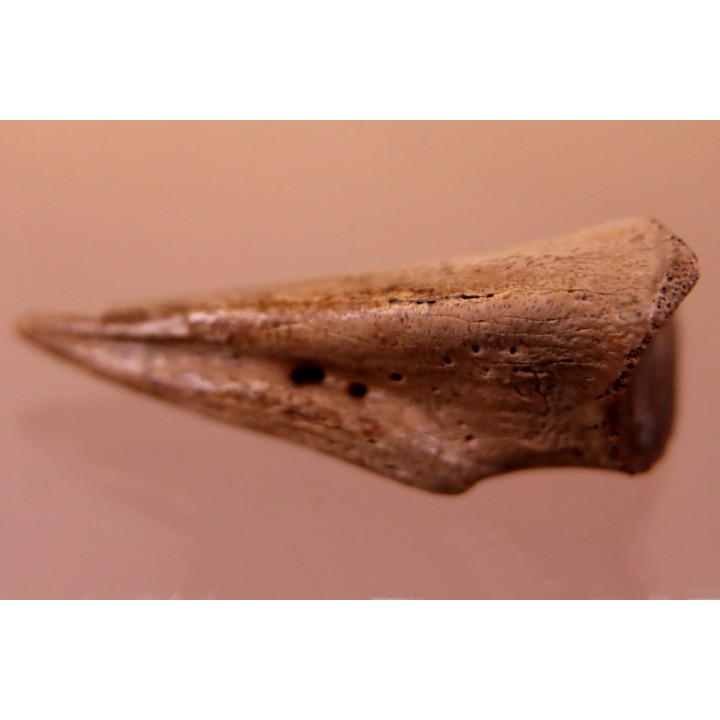 Struthiomimus claw   Hell Creek  Fmt -  upper cretaceous  - Perkins County, South Dakota