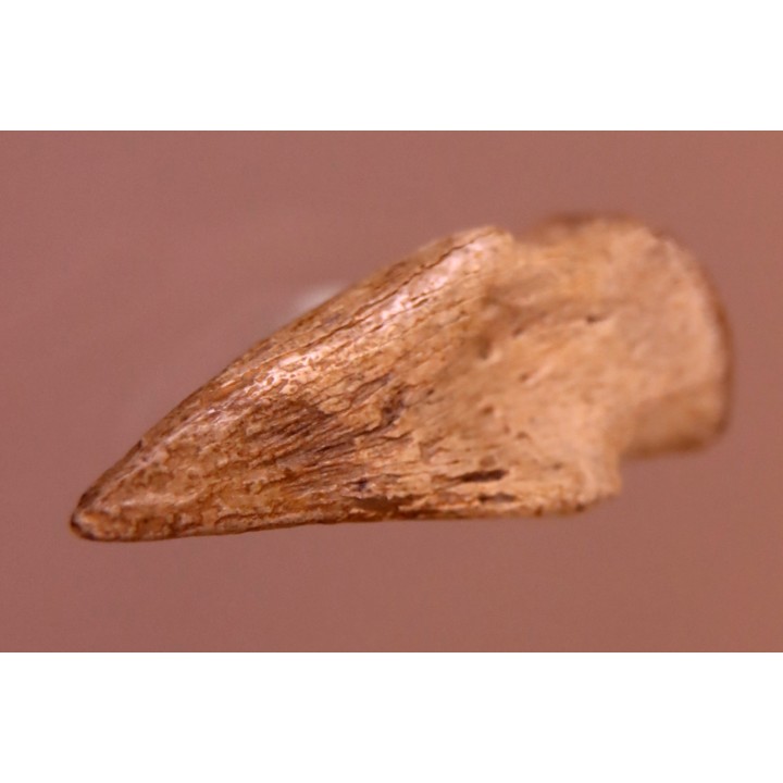 griffe de  Struthiomimus - Hell Creek  Fmt - crétacé supérieur - Perkins County, South Dakota