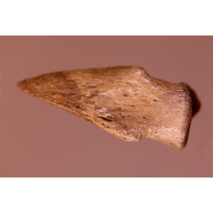 Struthiomimus claw   Hell Creek  Fmt -  upper cretaceous  - Perkins County, South Dakota
