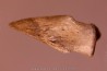 Struthiomimus claw Hell Creek Fmt - upper cretaceous - Perkins County, South Dakota