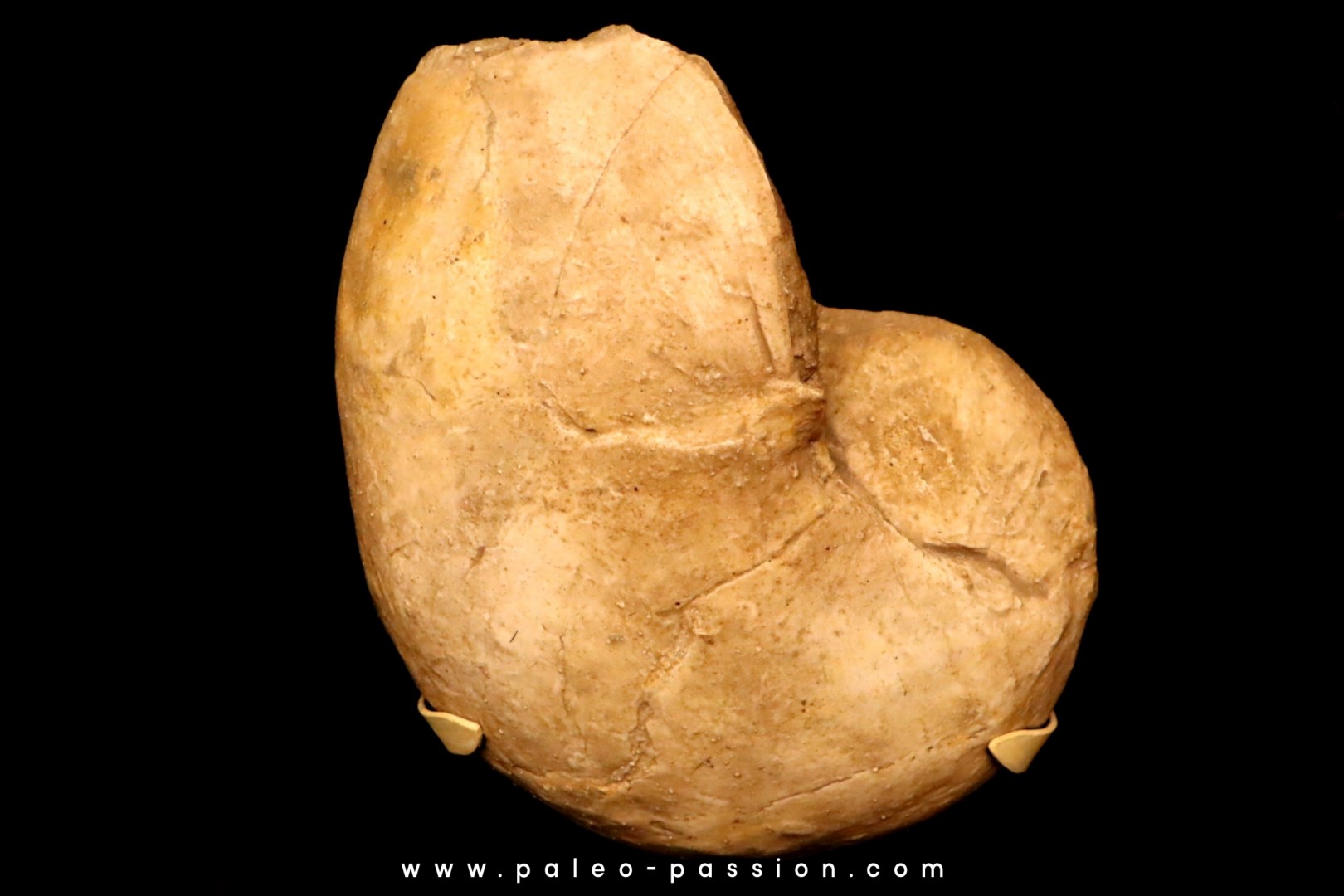Nautilus lamarckii - Eocene - Meldert, Belgique