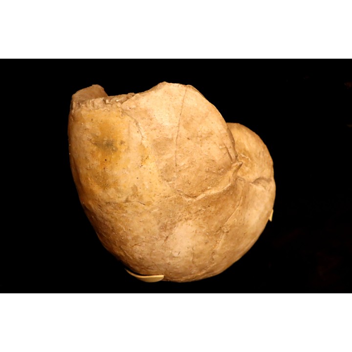 Nautilus lamarckii - Eocene -  Meldert, Belgique