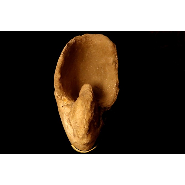 Nautilus lamarckii - Eocene -  Meldert, Belgique