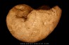 Nautilus lamarckii - Eocene - Meldert, Belgique