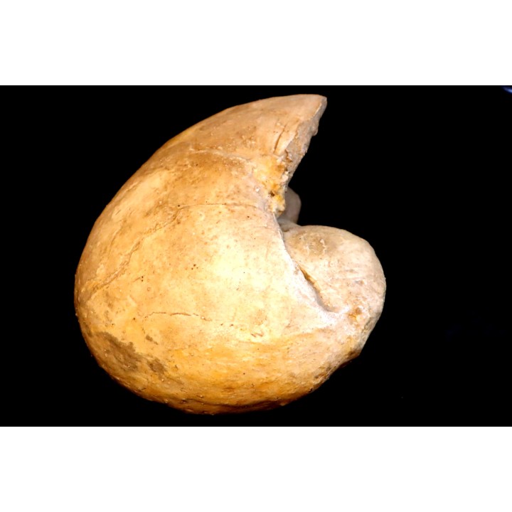 Nautilus lamarckii - Eocene - Meldert, Belgium