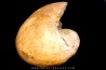 Nautilus lamarckii - Eocene - Meldert, Belgique