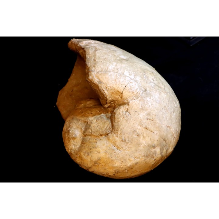 Nautilus lamarckii - Eocene -  Meldert, Belgique