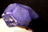 Hauyne, var lapis lazuli Da Nagar, Pakistan