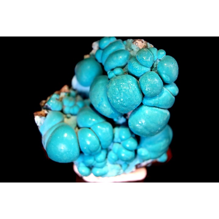 chrysocolle  M fouati - République du Congo