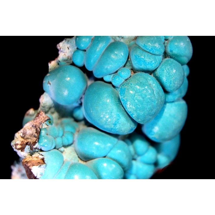 chrysocolle  M fouati - République du Congo