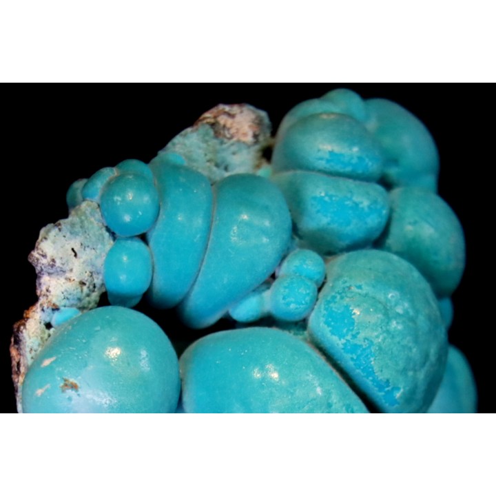 chrysocolle  M fouati - République du Congo