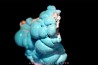 chrysocolle M fouati - République du Congo