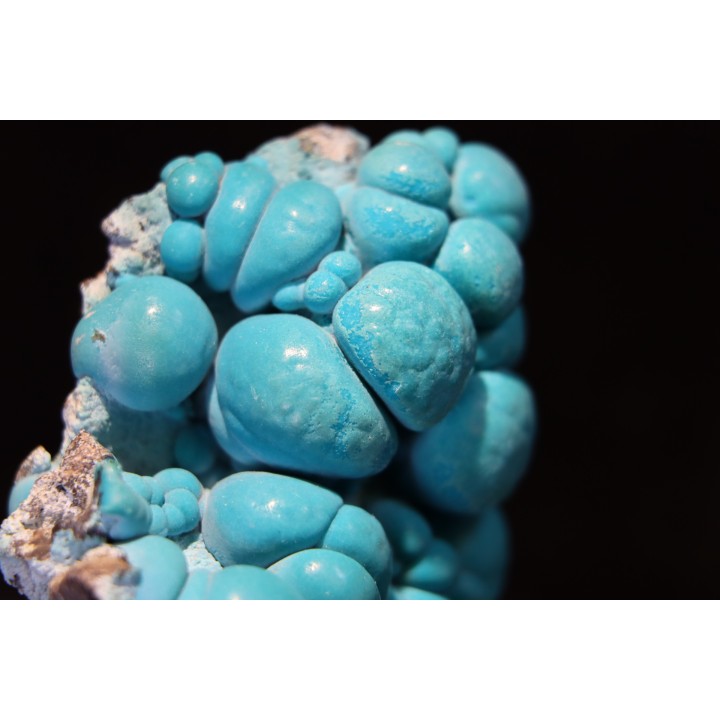 chrysocolle  M fouati - République du Congo
