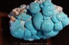 chrysocolle M fouati - République du Congo