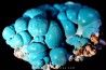 chrysocolle M fouati - République du Congo