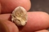 TRICERATOPS HORRIDUS