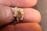 TRICERATOPS HORRIDUS
