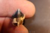 TRICERATOPS HORRIDUS