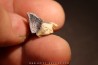 TRICERATOPS HORRIDUS