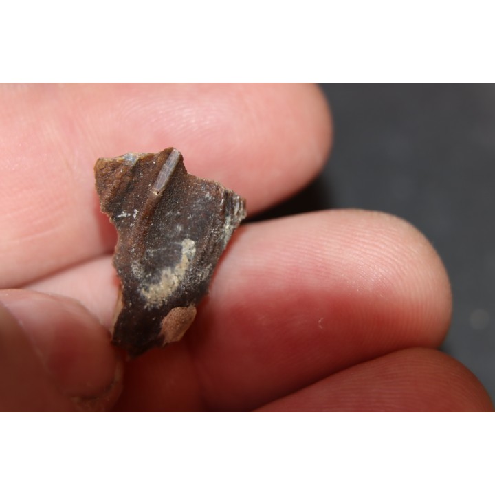 TRICERATOPS HORRIDUS