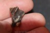 TRICERATOPS HORRIDUS