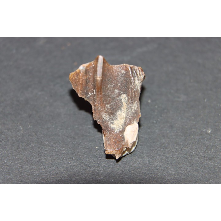 TRICERATOPS HORRIDUS