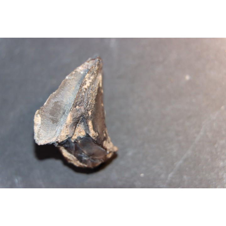TRICERATOPS HORRIDUS