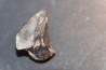 TRICERATOPS HORRIDUS