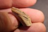 HADROSAUR edmontosaurus anneltens