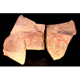 Furca mauretanica