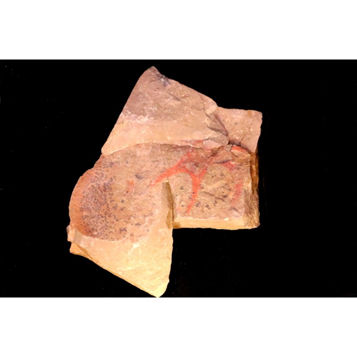 Furca mauretanica