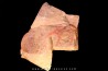 Furca mauretanica