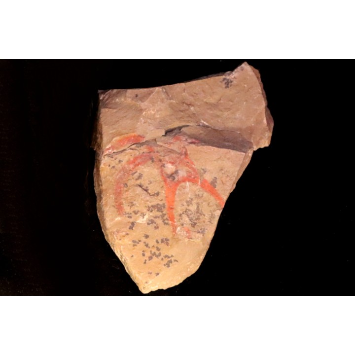 Furca mauretanica