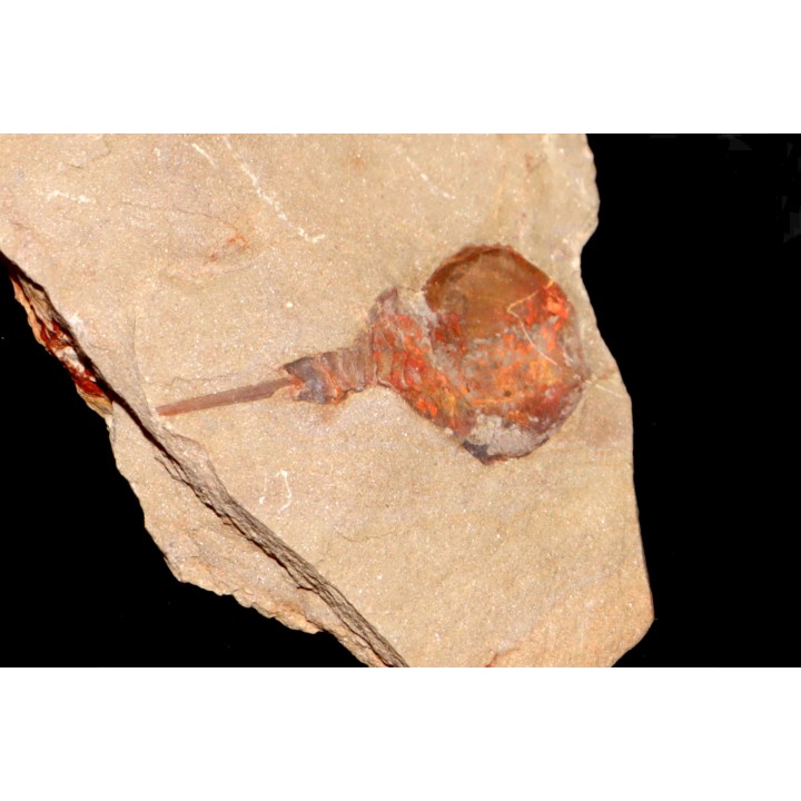 Xiphosuride ind. - Ordovicien - Fezouata formation