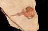 Xiphosuride ind. - Ordovicien - Fezouata formation