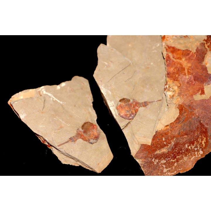 Xiphosuride ind. - Ordovician - Fezouata formation