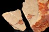 Xiphosuride ind. - Ordovicien - Fezouata formation