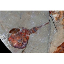 Xiphosuride ind. - Ordovician - Fezouata formation
