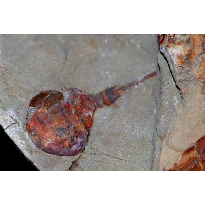 Xiphosuride ind. - Ordovician - Fezouata formation