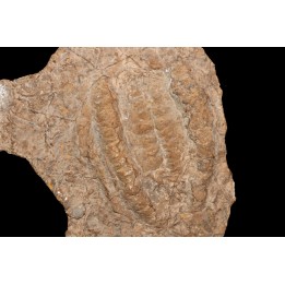 rusophycus (trilobite print)  - ordovician - Erfoud area- Morocco